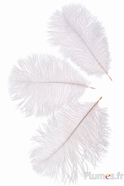 Struisvogel - 13-18 cm - wit